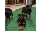 Rottweiler Puppy for sale in Inman, SC, USA