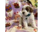 Cavapoo Puppy for sale in Houston, TX, USA