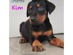 Doberman Pinscher Puppy for sale in Corning, CA, USA