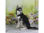 Alaskan Klee Kai Puppy for sale in Arthur, IL, USA