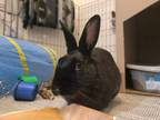 Adopt Jenna (South Surrey) a Bunny Rabbit
