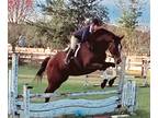 Fancy h/j show prospect 16.3h bay TB gelding!