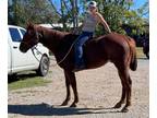 Gentle Ranch Gelding