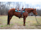 Super Gentle Rare Registered Colorado Ranger Horse, Anyone Can Ride