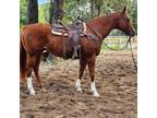 Gentle Older Gelding