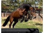 Friesian Sport Horse Gelding