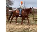 Smooth and laid back Tennessee Walker gaited gelding