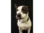 Adopt Nike a Pit Bull Terrier