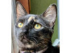 Adopt Pistachio a Tortoiseshell