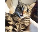 Adopt Jessica a Tabby