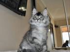 Queens Margo Maine Coon Female