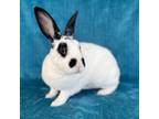 Adopt NOELLA a Bunny Rabbit