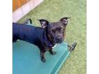 Adopt Lana a Boston Terrier, American Staffordshire Terrier