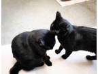 Adopt Deena & Snookie a Domestic Short Hair