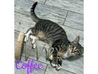 Adopt Coffee a Tabby