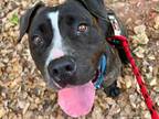 Adopt PEBBLES a American Staffordshire Terrier, Mixed Breed