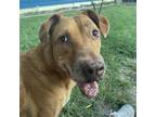 Adopt Precious a Rhodesian Ridgeback