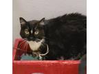 Adopt Tina a Domestic Short Hair