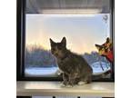Adopt Sweetiebelle The Teeny Princess a Domestic Short Hair
