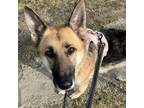 Adopt Sadie a German Shepherd Dog