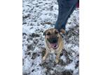 Adopt Maisy a Black Mouth Cur, Anatolian Shepherd