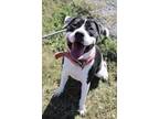 Adopt Cherry a Mixed Breed