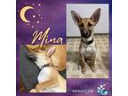 Adopt Mina a Shepherd