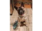 Adopt Roxy a Akita