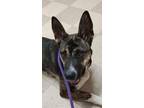 Adopt Lizzy a Akita, German Shepherd Dog