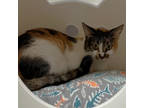 Adopt Whitney a Domestic Short Hair