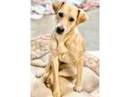 Adopt Jackie Jackson a Labrador Retriever, Black Mouth Cur