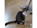 Adopt Ellie May a Domestic Short Hair