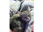 Adopt Cherie a Domestic Short Hair