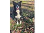 Adopt Leah a Border Collie, Australian Shepherd