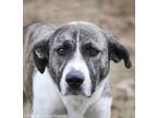 Adopt Dutchess a Anatolian Shepherd, Great Pyrenees