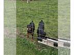 Rottweiler PUPPY FOR SALE ADN-737328 - AkC Rottweiler puppies