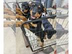 Rottweiler PUPPY FOR SALE ADN-737328 - AkC Rottweiler puppies