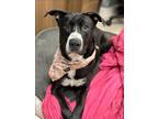 Adopt DIVA a Pit Bull Terrier, Mixed Breed