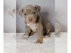 American Pit Bull Terrier PUPPY FOR SALE ADN-737568 - American pitbull terriers