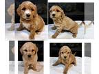 Cock-A-Poo PUPPY FOR SALE ADN-737343 - Beautiful Cockapoo puppies