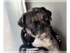 Pug PUPPY FOR SALE ADN-737696 - Pug World