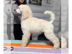 Poodle (Standard) PUPPY FOR SALE ADN-737416 - Litter for sale
