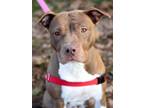 Adopt Hot Cocoa a Pit Bull Terrier, Hound