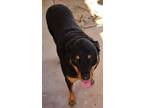 Adopt Bella a Rottweiler