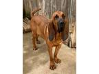 Adopt Carly a Bloodhound