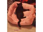 Adopt Coco a Domestic Short Hair