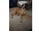 Adopt Sage a Bullmastiff