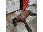 Adopt Roxy a Bullmastiff