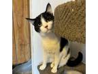 Adopt Oveta a Domestic Short Hair