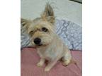 Adopt KIWI GUAVA a Skye Terrier, Lhasa Apso